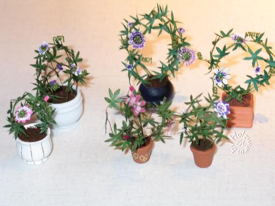 Passionsblumen_460-w02